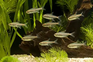 Freshwater Fishes Drucke: Glowlight Tetra