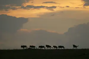 Wild Animal Photography Prints Drucke: Gnu / Wildebeest - herd