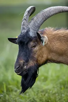 Johan De Meester Artwork Drucke: Goat - in meadow
