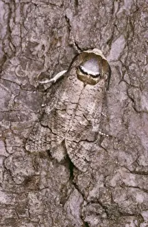 Ziegenmottenflügel