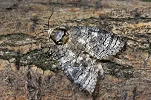 Johan De Meester Artwork Drucke: Goat Moth - Belgium