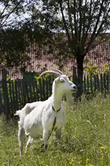 Johan De Meester Artwork Drucke: Goat in orchard