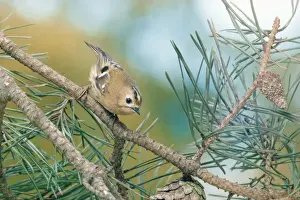 British Wildlife Images Online Drucke: Goldcrest - on branch
