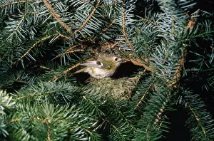 Goldkämmchen am Nest