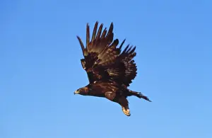 Drucke von FG-8836 GOLDENE AUGE - IM FLUG Aquila chrysaetos François Gohier Bitte beachten Sie, dass Drucke nur für persönliche Anzeigezwecke gedacht sind und nicht reproduziert werden dürfen Steinadler Drucke: Goldener Adler