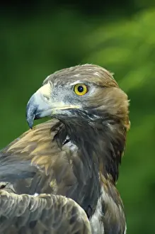 Goldener Adler