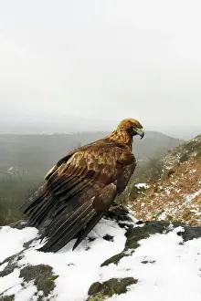 Drucke von ROY-446 Goldene Adler - auf schneebedecktem Boden über einem Tal aus einer hohen Aussichtspunkt im Norden von Yorkshire, UK Aquila chrysaetos Kontrolliertes Vogel Roy Glen Bitte beachten Sie Steinadler Drucke: Goldener Adler