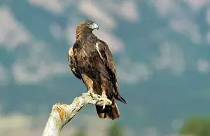 Drucke von Aquila Chrysaetos, François Gohier Steinadler Drucke: Goldener Adler