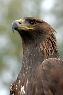 Drucke von JD-18715 Goldadler - Näherung zur Kopfseite der Art Aquila chrysaetos von John Daniels Bitte beachten Sie Steinadler Drucke: Goldener Adler - Näherung zum Kopf