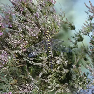 Nature Prints For Home Decor Drucke: Golden-ringed Dragonfly
