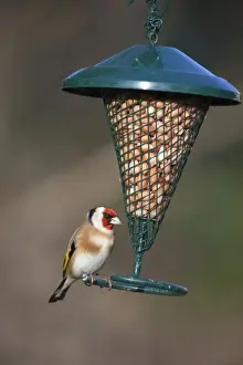 Cornwall Wildlife Drucke: Goldfinch - at peanut feeder - Cornwall - UK