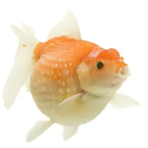 White Background Fish Photos Drucke: Goldfish - in studio