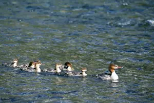 Wildlife Prints Personal Use Only Drucke: Goosander With young