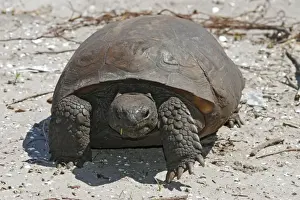 Animal Wall Decorations Drucke: Gopher Tortoise