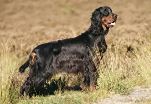 Gordon Setter Breed Drucke: Gordon Setter Dog