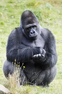 Orang-Utan - männlicher Sitz und Ruhezustand; Verteilung - zentraler Afrika