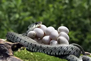 Alsace France Wildlife Drucke: Grass / Ringed Snake - coiled around eggs. Alsace - France