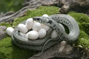 Gras / Ringe-Nattermond – Eier schützen, Elsass/Frankreich