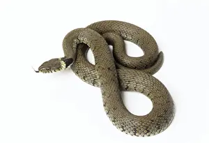 Ringed Snake Images Drucke: Grass Snake