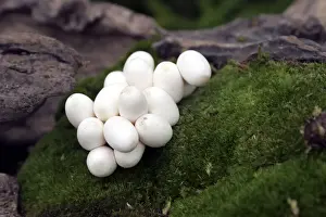 M Watson Wildlife Photos Drucke: Grass Snake - mass on eggs