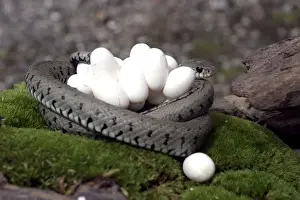 Nature Wall Art Prints Drucke: Grass Snake - wrapped around mass of eggs