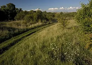 Bob Gibbons Photographer Drucke: Grassland