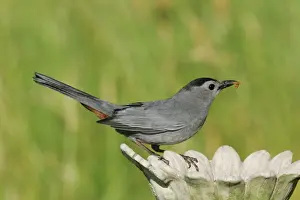 Personal Use Bird Prints Only Drucke: Gray Catbird