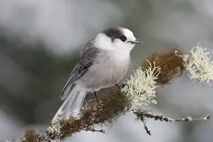 Personal Use Bird Prints Only Drucke: Gray Jay