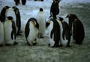 Emperor Penguins In Habitat Drucke: GRB01395