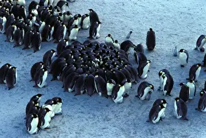 Emperor Penguin Chicks Drucke: GRB02245