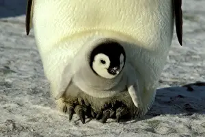 Emperor Penguins In Antarctica Drucke: GRB02306