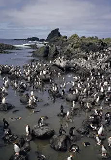 Penguin Colony Images Drucke: GRB03075