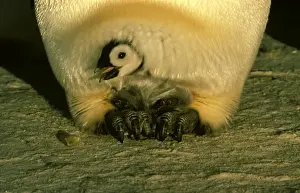 Penguin Parenting Behavior Drucke: GRB0962d