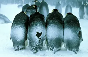 Penguin Parenting Behavior Drucke: GRB0975d