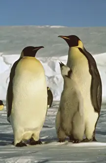 Emperor Penguins In Habitat Drucke: GRB3177d