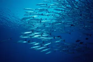 Marine Life Photography Prints Drucke: Great Barracuda