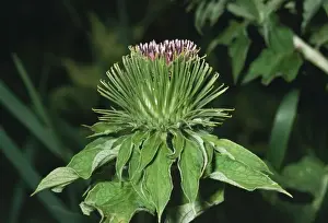 Plant Identification Guide Drucke: Great Burdock