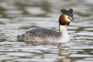 Wild Animal Prints For Sale Drucke: Great Crested Grebe - Cornwall - UK
