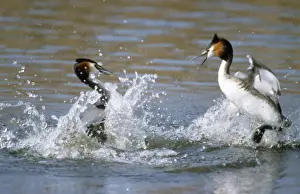 Nature Photography Prints Online Drucke: Great Crested Grebe - fighting