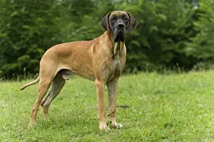 Ardea Wildlife Pets Environment Art Drucke: Great Dane