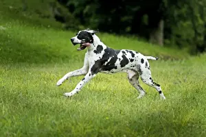 Large Dog Breeds Drucke: Great Dane - running