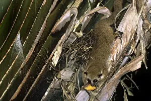 Madagascar Mammals Drucke: Great Dwarf Lemur - Madagascar