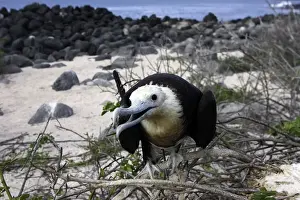 Große Seglerfregatte, Isla Lobos, Galapagoseben Inseln