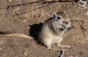 China Wildlife Photography Drucke: Great Gerbil China