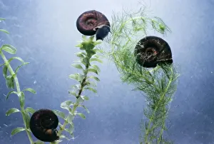 Planorbarius Corneus Drucke: Great Ramshorn Snails