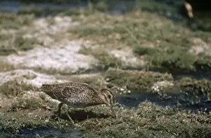 Waders In Nature Drucke: Great Snipe - feeding