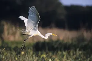 Great White Heron Drucke: Great White Heron - in flight