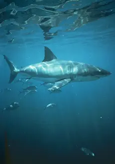 Drucke von VT-3886 Großer Weißer Hai/Weiß/Hai-Flossen-Schwertfisch Verteilung: Tropische und subtropische Gewässer, Weltweit Weißer Hai Drucke: Großer Weißer Hai/Weißer/Hai-Wellenfänger