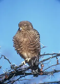 Großer Falke