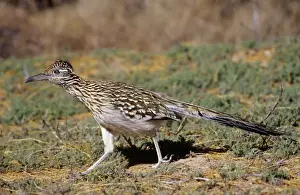Tom And Pat Leeson Artwork Drucke: Greater Roadrunner Bosque del Apache, National Wildlife Reserve, New Mexico